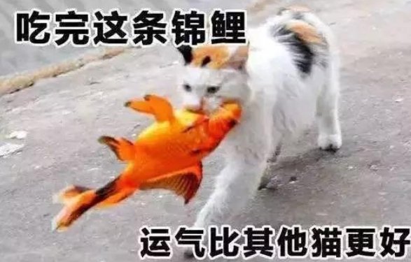 支付宝锦鲤是什么东西_锦鲤支付宝_支付宝锦鲤在哪个页面