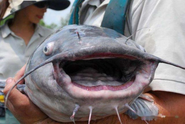 野生鲶鱼光是用这几种饵料一次钓十几条一点都不难