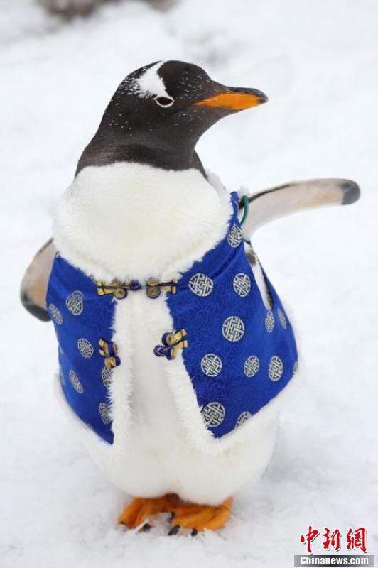 穿上新衣服的小企鹅特别像年画里走出来的小可爱.(泱波 摄)