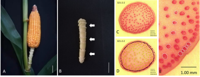 pbj河南农业大学汤继华团队揭示玉米穗柄维管束遗传结构