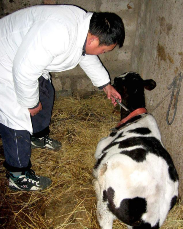 牛常见驱虫药物使用方法养牛人必看