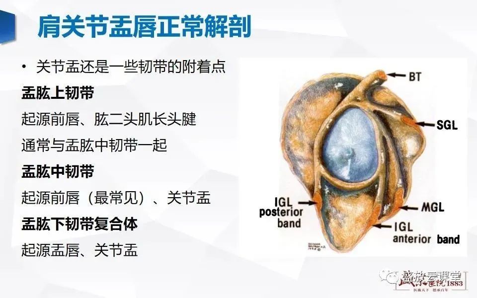 一文掌握肩關節盂唇解剖及變異