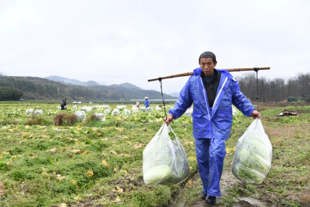 人勤春早菜篮子拎得放心春节蔬菜供应充足