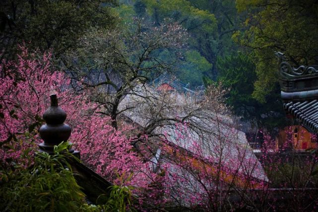 别跑空台州一知名景点国清寺暂停开放