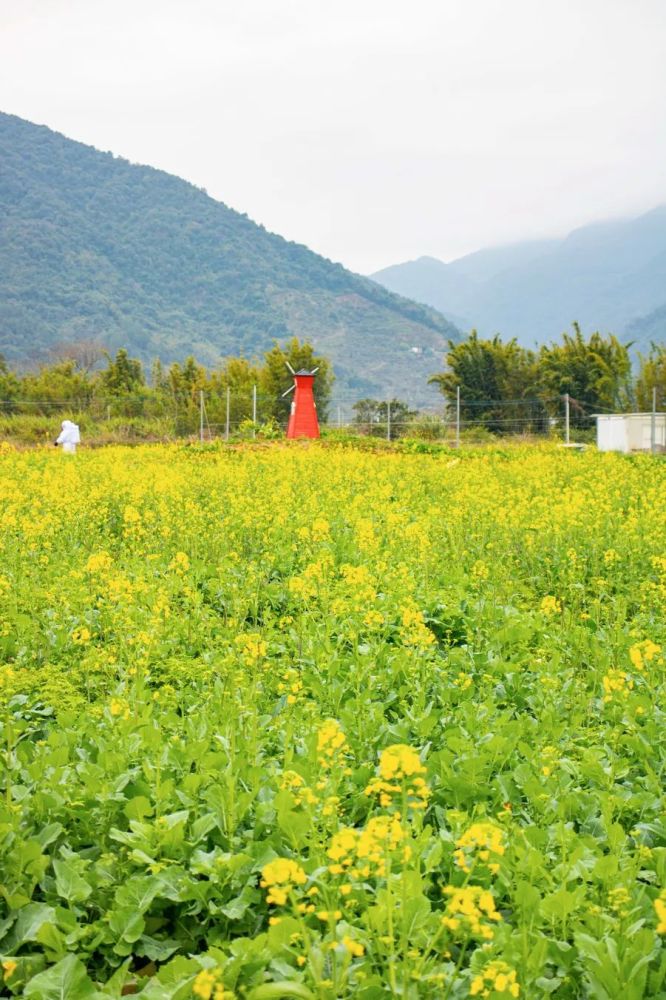 春节好去处从化吕田130000㎡油菜花海惊艳亮相遍地金黄美到霸屏更有