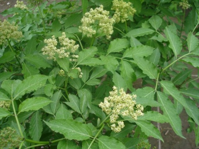 中药古今研究:接骨木