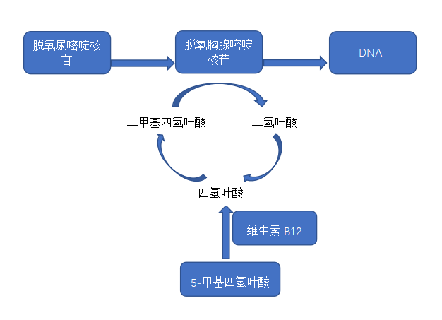 进而引发巨幼细胞性贫血,因此临床上常用甲钴胺和叶酸联合治疗巨幼