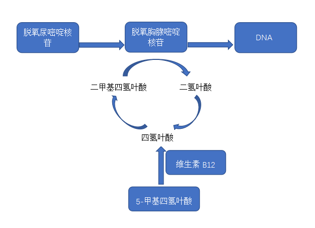 維生素b12缺乏會導致紅細胞內dna合成受到影響,導致紅細胞成熟受限