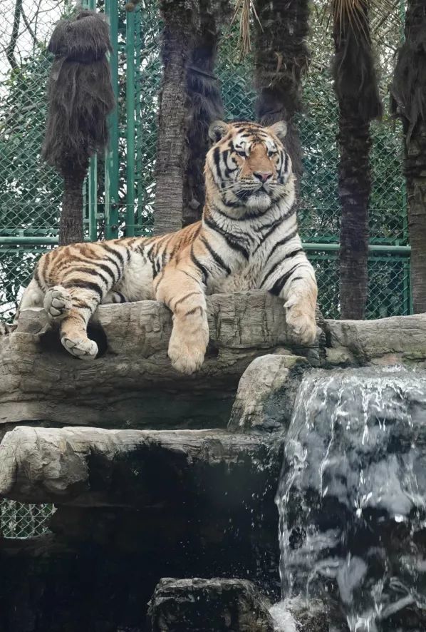 虎年来上海野生动物园看小脑虎们开食啦!【爱申活暖心春】