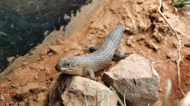 刺尾岩蜥奇特的胎生蜥蜴
