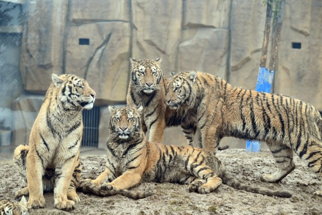 虎虎生威 群虎迎虎年!