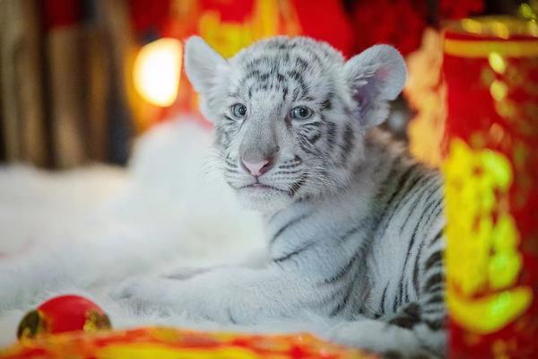 两只小虎崽出生后取名"念安","天平",寓意希望每个人都平平安安,天下