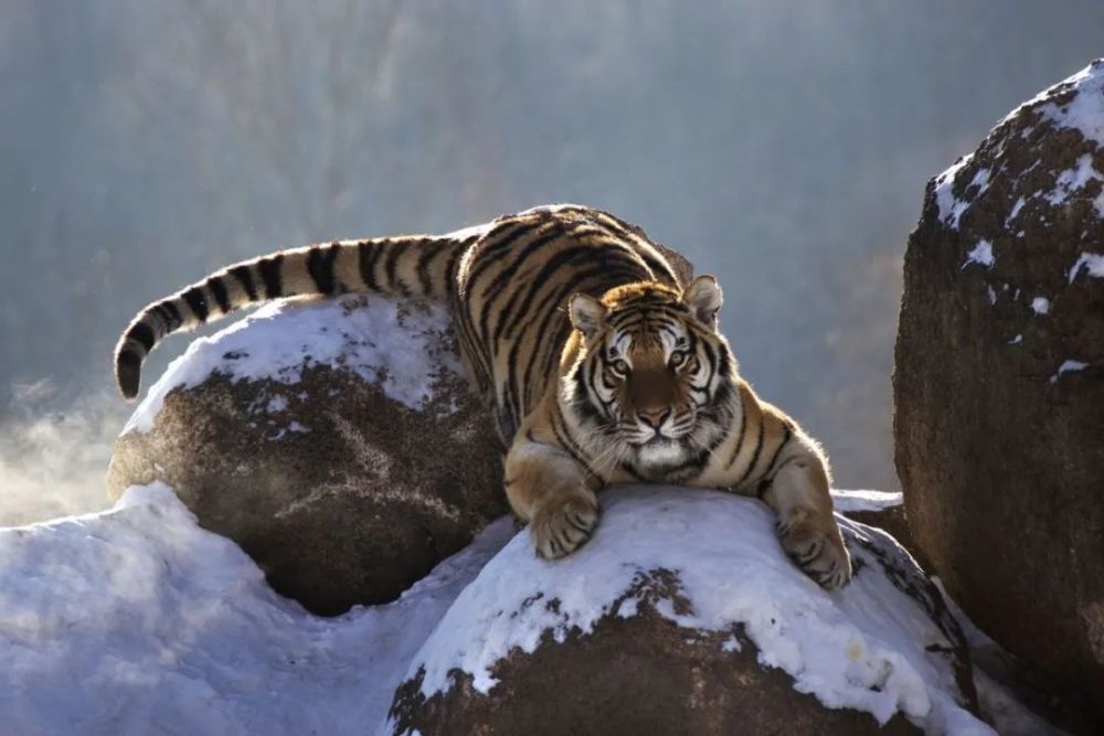 会员佳作潘嵩毅威风凛凛东北虎