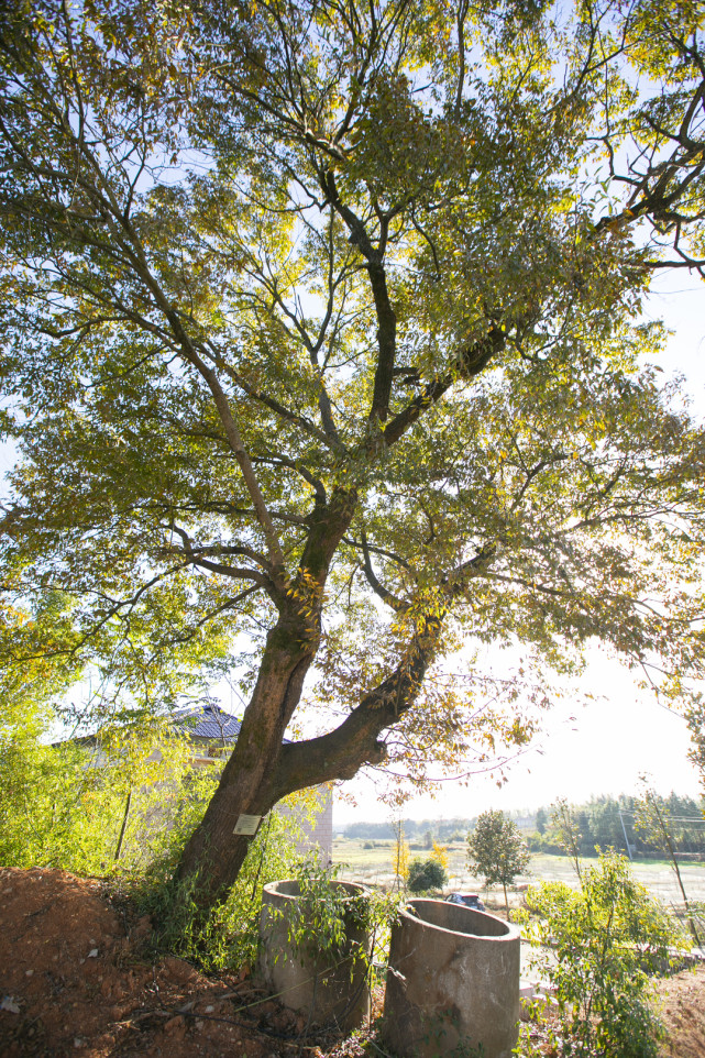 寻访汨罗唯一古槲栎树