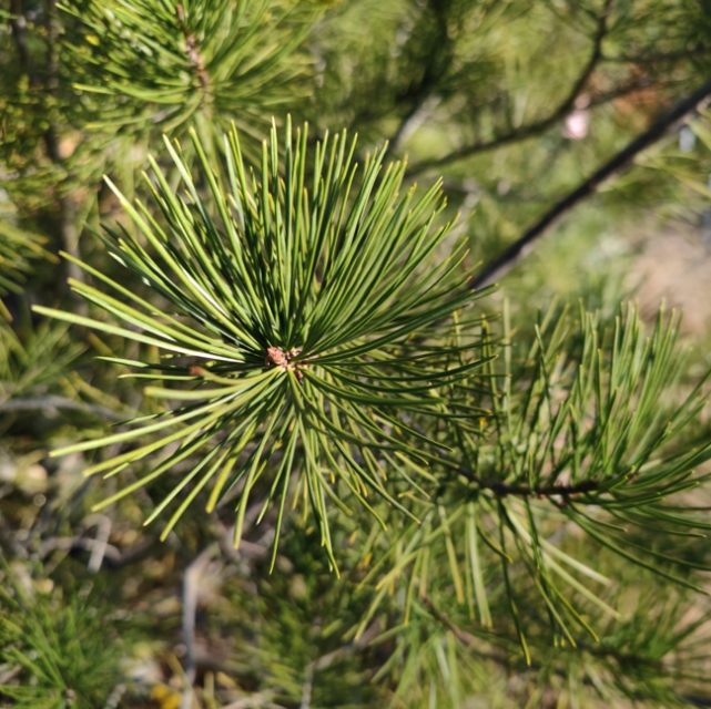 岁寒知松柏(岁寒知松柏,患难见真情)