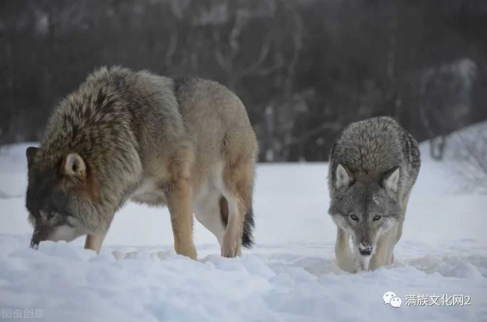 狼群追來獵槍啞火生死關頭風吹燒紙飛舞嚇得狼群四散逃走