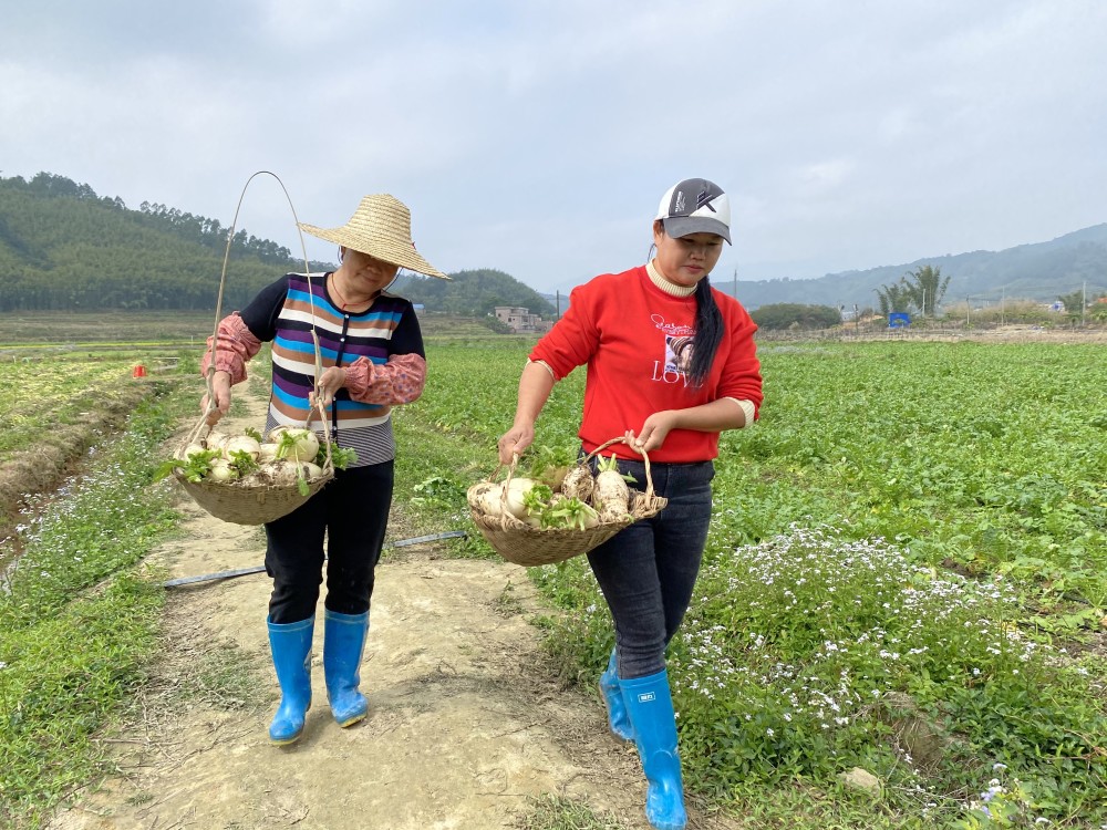 新春走基層|集體經營,全村受益 廣寧洲仔鎮撂荒地變