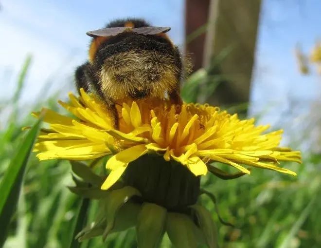 这个世界太 蜂 狂 采蜜的蜜蜂居然也会吃肉了 凯爷前沿