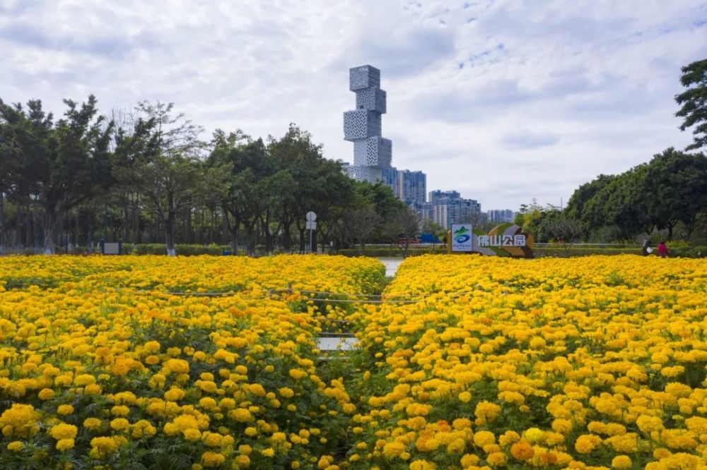 佛山附近花海图片