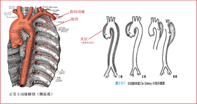 腰动脉解剖图片图片