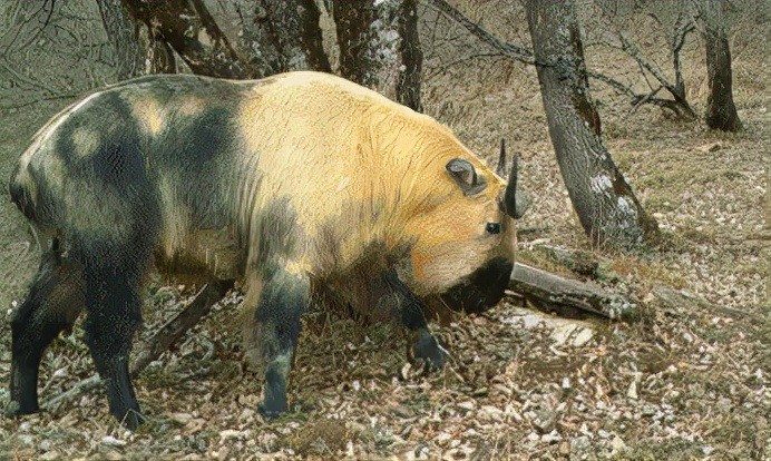 陕西宝鸡发现一头黄彪下山觅食遭困双角被缠住依旧凶猛