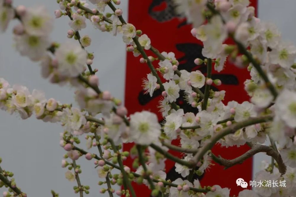 梅展盛世花开冬奥 第三届北京长城梅花节在响水湖长城盛装开幕 腾讯新闻