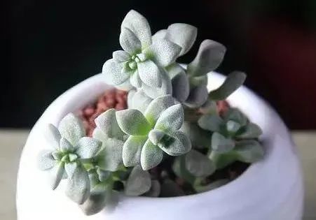 虫害治理 多肉出现蚧壳虫用什么药水来杀效果好 腾讯新闻