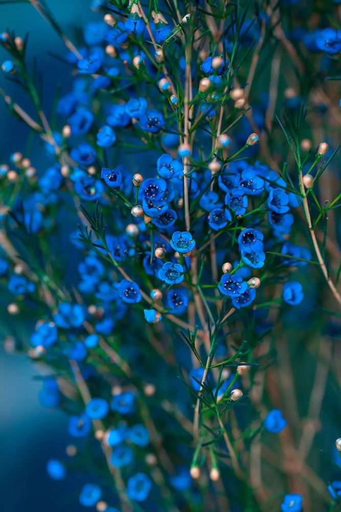 蓝底白花的腊梅花图片图片