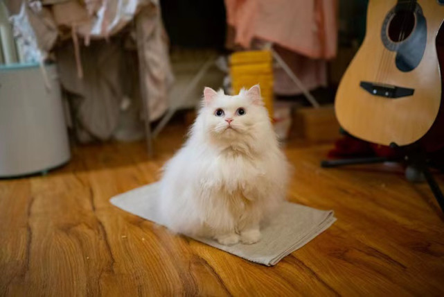 踏雪寻梅尺玉霄飞练古人给猫咪取名字也太风雅了