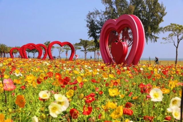 花海盛放!珠海进入"迎春模式"!太美了!