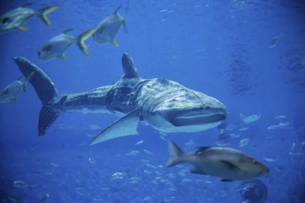 全球首个仿生鲸鲨亮相上海海昌海洋公园湖北高职扩招报名网站官网