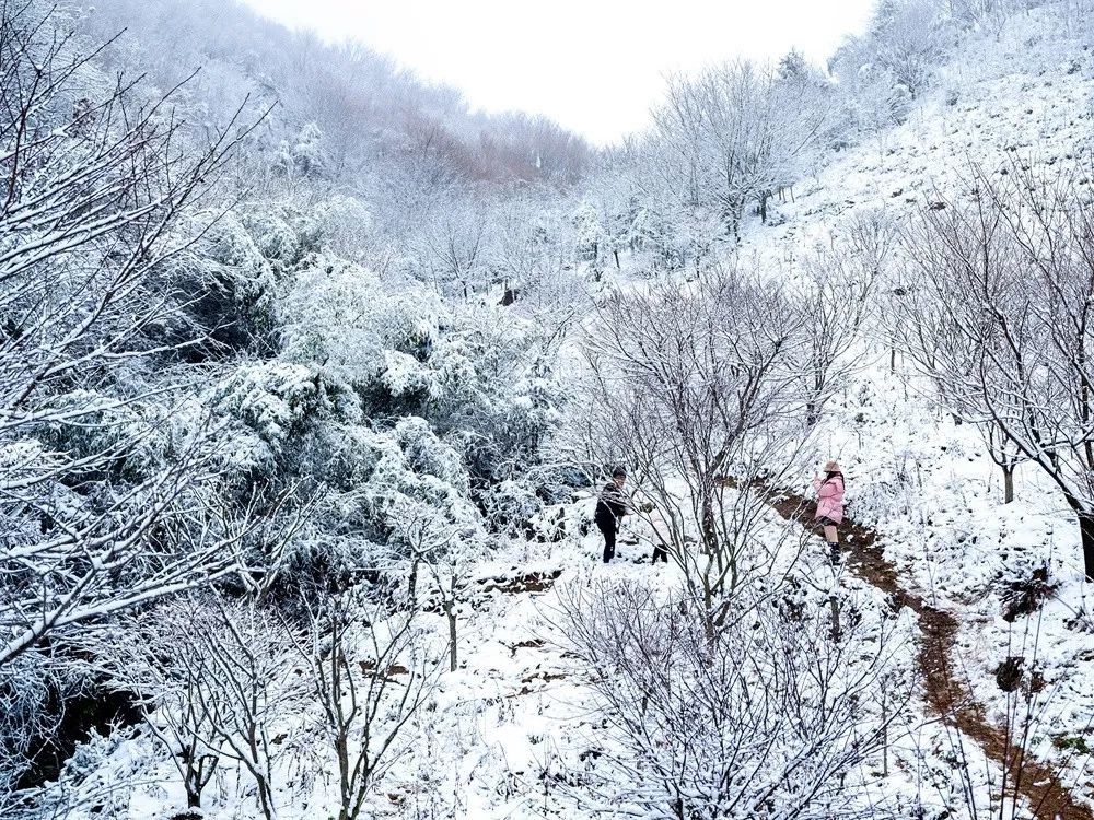 寧波男子曬四明山雪景引網友稱讚:銀裝素裹,漂亮極了!_騰訊新聞