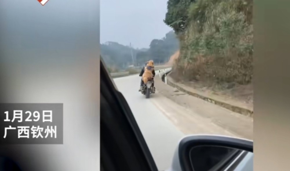 男子背着大狗骑摩托车跨300公里回家过年：和狗狗有感情了