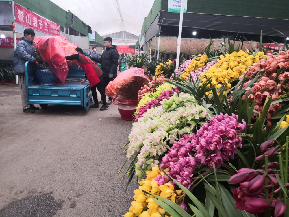 青州最大花卉批发市场图片