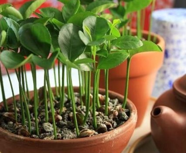 吃完水果核不要扔,剥出种子,简单几步养成小盆栽|种子|小盆栽