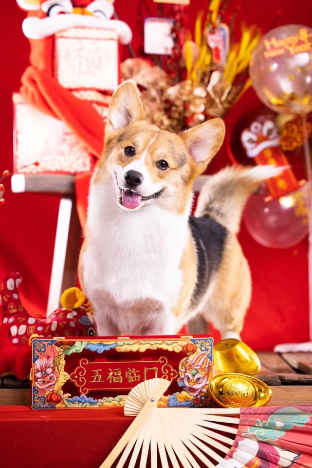 喜迎新春,宠物贺年照深受"铲屎官"热捧