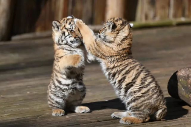 拍摄者:刘冉阳虎年将至,云南野生动物园内的两只东北虎双胞胎幼崽姐妹