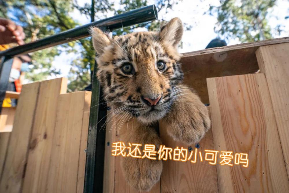 拜年必备快收好这组小老虎表情包