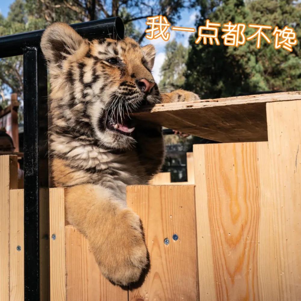 快收好这组小老虎表情包_腾讯新闻