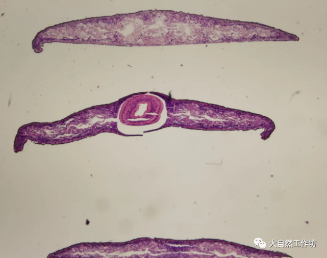 【地球科学课堂·动物】拥有超强再生能力的怪物涡虫