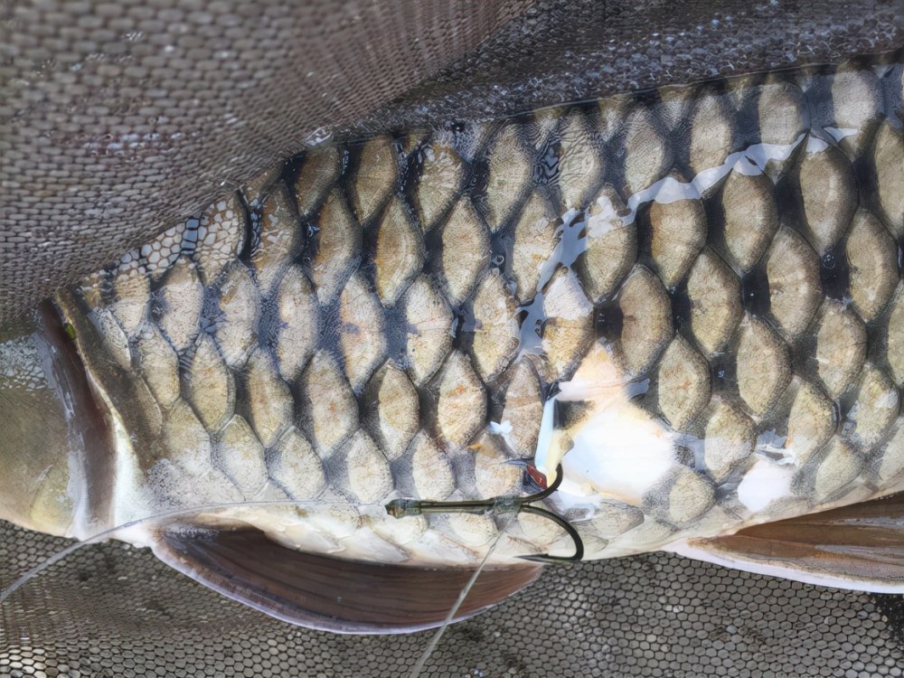 黄颡鱼都锚江西十几名锚鱼者年前被抓偷钓者会成下一目标群体么