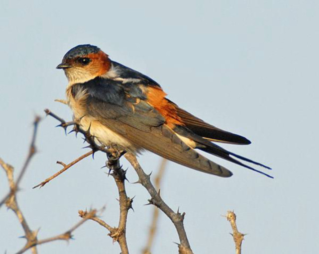以前的燕子窝下面很干净,现在的燕子窝下却全是粪便,原因何在?