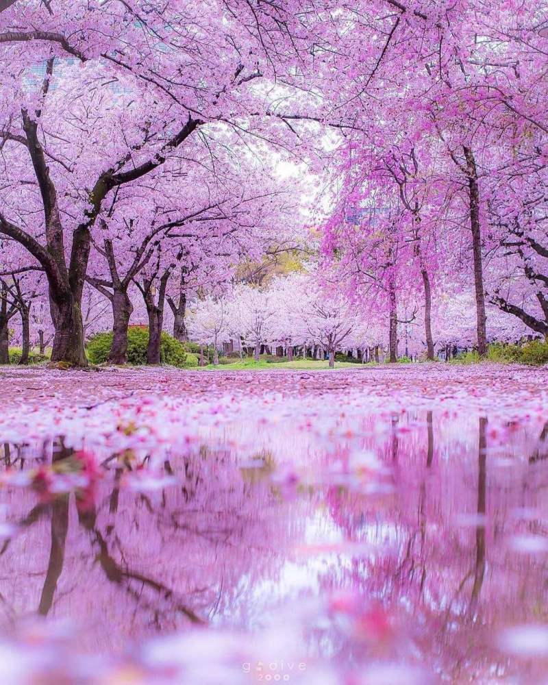 梦幻樱花雨壁纸粉色图片