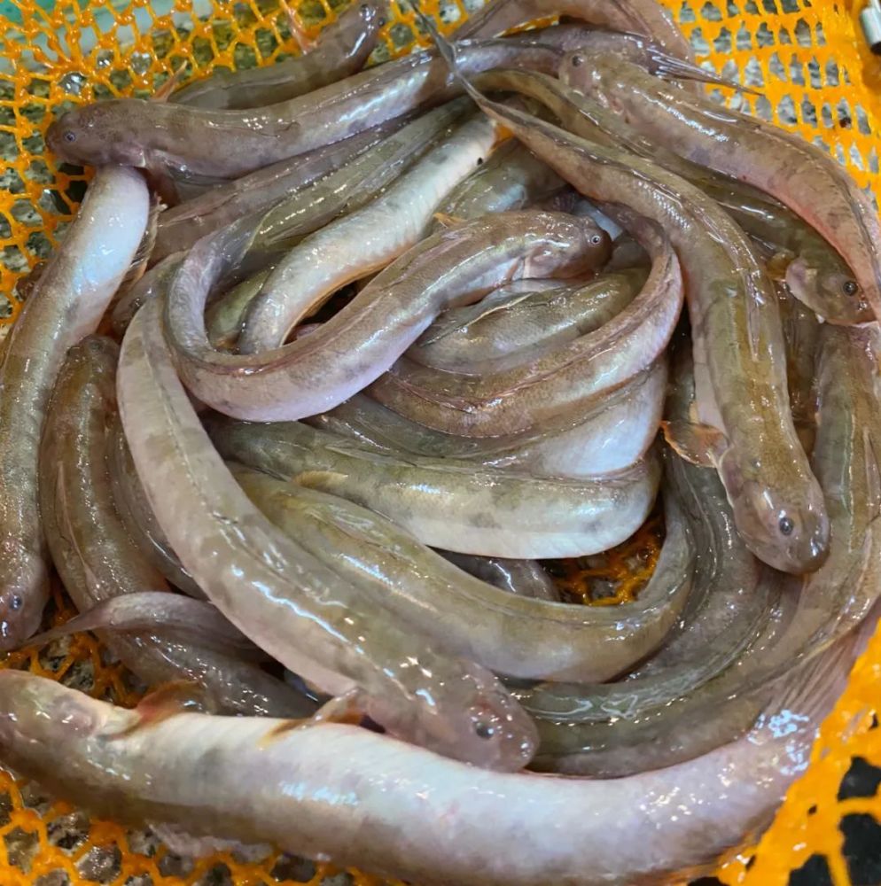 豉油皇h白鸽鱼."做这道菜,不开鱼肚,鱼胆完好保存下来.