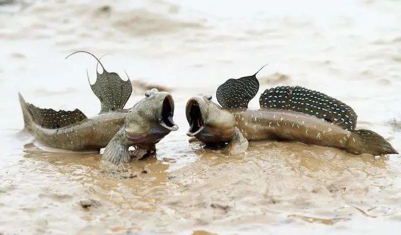 曝光斗门团夜饭的天花板真的有钱人都未必吃得到