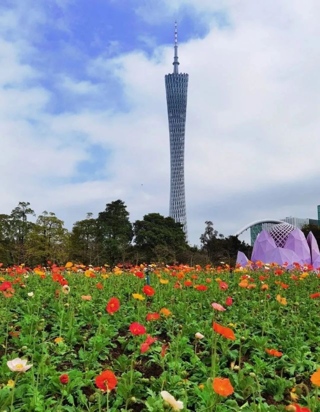 广州超美花海曝光 春节约起