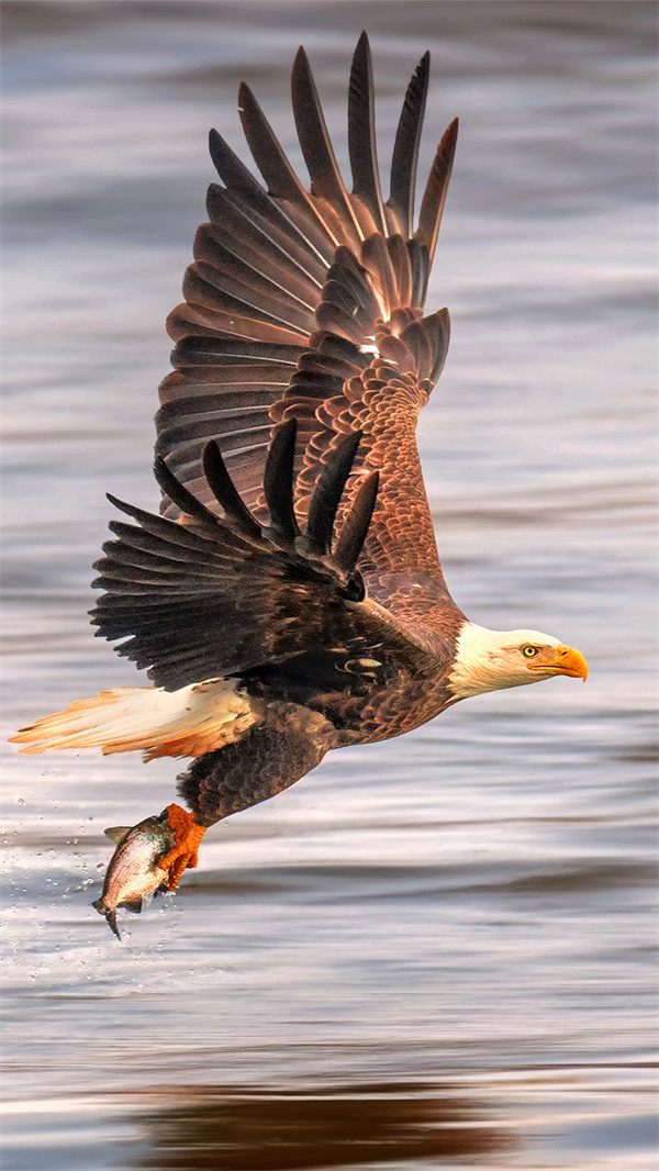 七夕会摄影|抓拍白头海雕