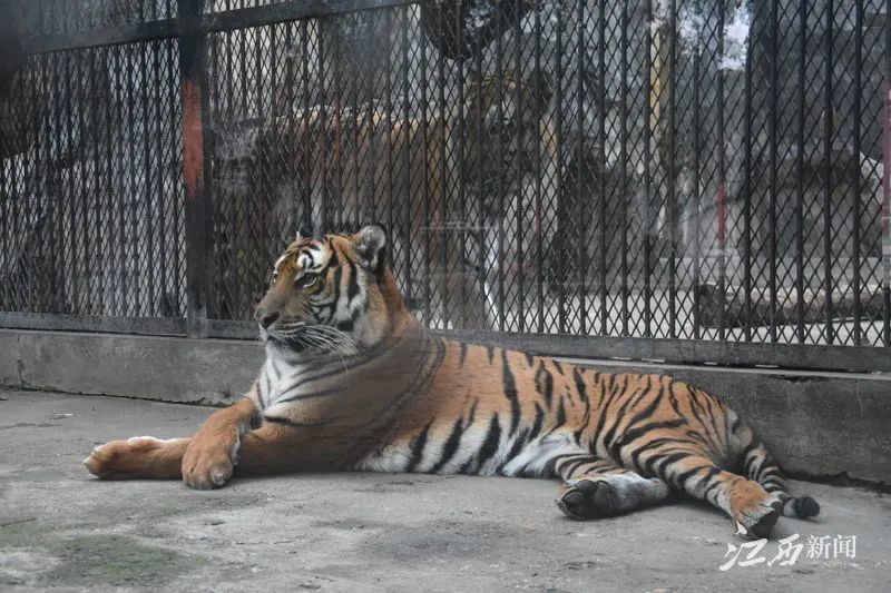 虎年來了南昌動物園這43只老虎虎虎生威