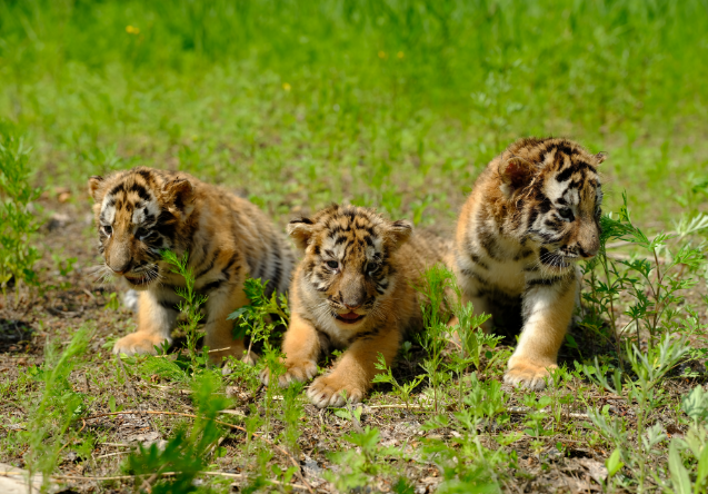 三只小老虎(图片由东北虎林园提供)如今,小家伙们已经半岁多了,还有一