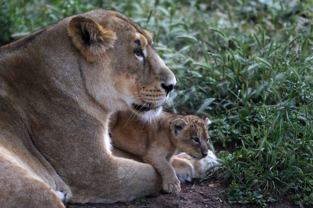伊朗动物园一母狮打开围栏门咬死饲养员带着公狮在动物园里闲逛